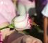 081025raceforcure53061